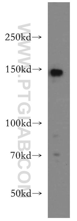 TMF1 Rabbit anti-Human, Polyclonal, Proteintech 150 &mu;L; Unconjugated:Antibodies,