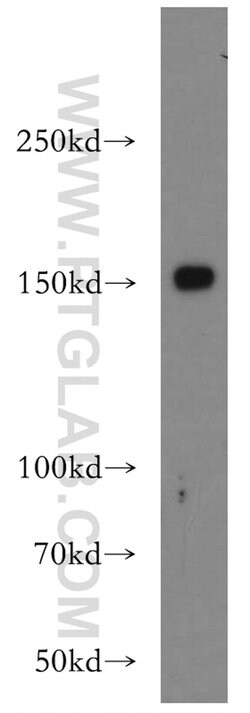 TMF1 Rabbit anti-Human, Polyclonal, Proteintech 150 &mu;L; Unconjugated:Antibodies,