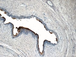 UPK2 Rabbit anti-Human, Polyclonal, Proteintech 150 &mu;L; Unconjugated:Antibodies,