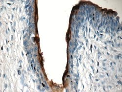UPK2 Rabbit anti-Human, Polyclonal, Proteintech 150 &mu;L; Unconjugated:Antibodies,
