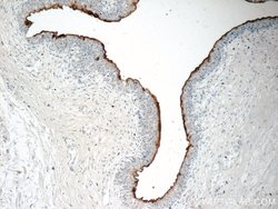 UPK2 Rabbit anti-Human, Polyclonal, Proteintech 150 &mu;L; Unconjugated:Antibodies,