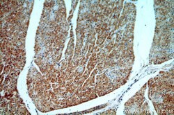 ST8SIA2 Rabbit anti-Human, Mouse, Rat, Polyclonal, Proteintech 150 &mu;L;