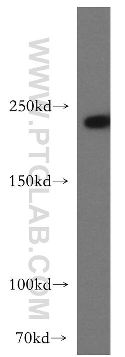 SLK Rabbit anti-Human, Mouse, Polyclonal, Proteintech 150 &mu;L; Unconjugated:Antibodies,