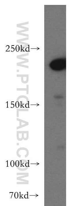 SLK Rabbit anti-Human, Mouse, Polyclonal, Proteintech 150 &mu;L; Unconjugated:Antibodies,
