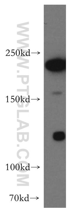 SLK Rabbit anti-Human, Mouse, Polyclonal, Proteintech 150 &mu;L; Unconjugated:Antibodies,