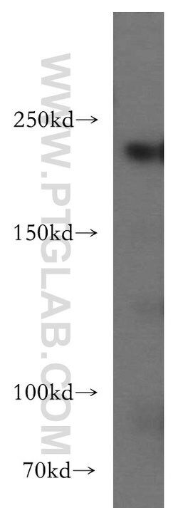 SLK Rabbit anti-Human, Mouse, Polyclonal, Proteintech 150 &mu;L; Unconjugated:Antibodies,