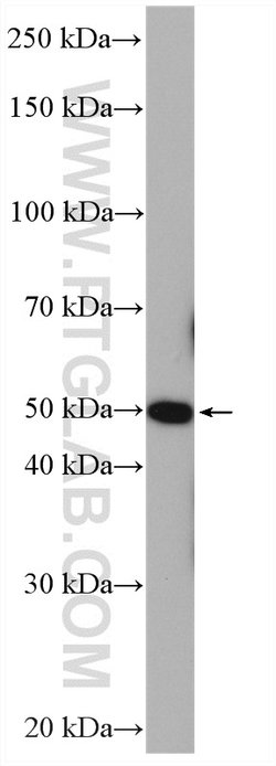 ADRA1A Rabbit anti-Human, Mouse, Rat, Polyclonal, Proteintech 150 &mu;L;