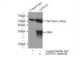 ATP5G2 Rabbit anti-Human, Mouse, Polyclonal, Proteintech:Antibodies:Primary