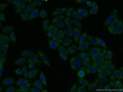 RtcB Rabbit anti-Human, Mouse, Polyclonal, Proteintech 150 &mu;L; Unconjugated:Antibodies,