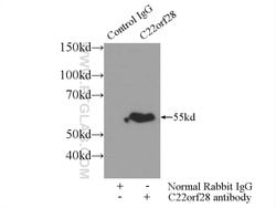 RtcB Rabbit anti-Human, Mouse, Polyclonal, Proteintech 150 &mu;L; Unconjugated:Antibodies,