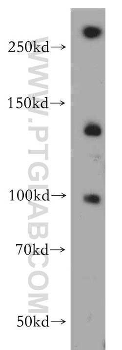 PLEKHG5 Rabbit anti-Human, Mouse, Rat, Polyclonal, Proteintech:Antibodies:Primary
