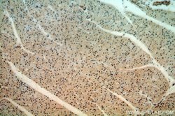 C14orf166 Rabbit anti-Human, Mouse, Rat, Polyclonal, Proteintech 150 &mu;L;