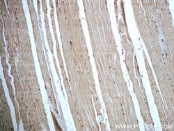 C14orf166 Rabbit anti-Human, Mouse, Rat, Polyclonal, Proteintech 150 &mu;L;