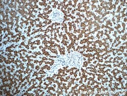 C14orf166 Rabbit anti-Human, Mouse, Rat, Polyclonal, Proteintech 150 &mu;L;