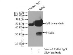 Spermidine synthase Rabbit anti-Human, Mouse, Rat, Polyclonal, Proteintech