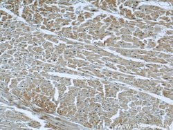 GULP1 Rabbit anti-Human, Mouse, Rat, Polyclonal, Proteintech 150 &mu;L;