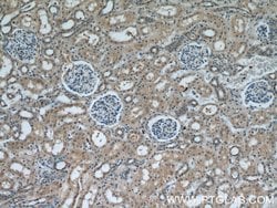 GULP1 Rabbit anti-Human, Mouse, Rat, Polyclonal, Proteintech 150 &mu;L;