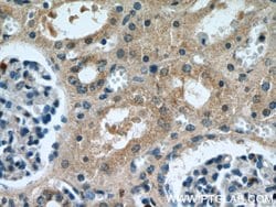 GULP1 Rabbit anti-Human, Mouse, Rat, Polyclonal, Proteintech 150 &mu;L;