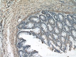 GULP1 Rabbit anti-Human, Mouse, Rat, Polyclonal, Proteintech 150 &mu;L;