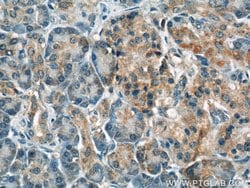 GULP1 Rabbit anti-Human, Mouse, Rat, Polyclonal, Proteintech 150 &mu;L;