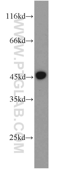 GULP1 Rabbit anti-Human, Mouse, Rat, Polyclonal, Proteintech 150 &mu;L;