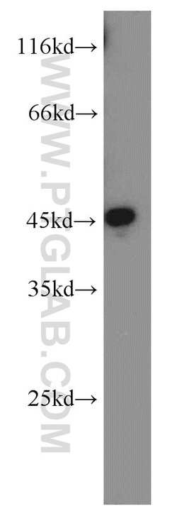 GULP1 Rabbit anti-Human, Mouse, Rat, Polyclonal, Proteintech 150 &mu;L;