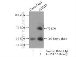 DDX17 Rabbit anti-Human, Mouse, Rat, Polyclonal, Proteintech:Antibodies:Primary