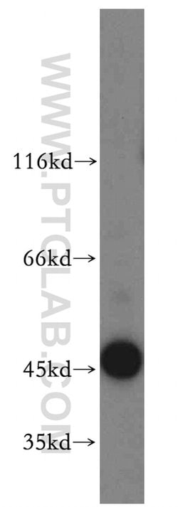 MRI1 Rabbit anti-Human, Mouse, Rat, Polyclonal, Proteintech 20 &mu;L; Unconjugated:Antibodies,