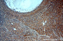 GNRHR Rabbit anti-Human, Mouse, Polyclonal, Proteintech 150 &mu;L; Unconjugated:Antibodies,