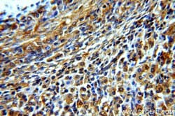 GNRHR Rabbit anti-Human, Mouse, Polyclonal, Proteintech 150 &mu;L; Unconjugated:Antibodies,
