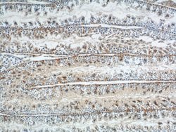 GNRHR Rabbit anti-Human, Mouse, Polyclonal, Proteintech 150 &mu;L; Unconjugated:Antibodies,