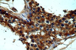 GNRHR Rabbit anti-Human, Mouse, Polyclonal, Proteintech 150 &mu;L; Unconjugated:Antibodies,