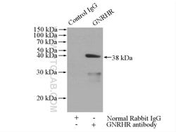GNRHR Rabbit anti-Human, Mouse, Polyclonal, Proteintech 150 &mu;L; Unconjugated:Antibodies,