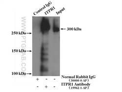 ITPR1 Rabbit anti-Human, Mouse, Rat, Polyclonal, Proteintech 150 &mu;L;