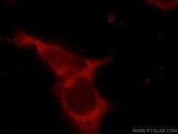 KCNB1 Rabbit anti-Human, Mouse, Polyclonal, Proteintech 150 &mu;L | Buy Online | Proteintech Group Inc | Fisher Scientific