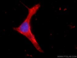 KCNB1 Rabbit anti-Human, Mouse, Polyclonal, Proteintech 150 &mu;L | Buy Online | Proteintech Group Inc | Fisher Scientific