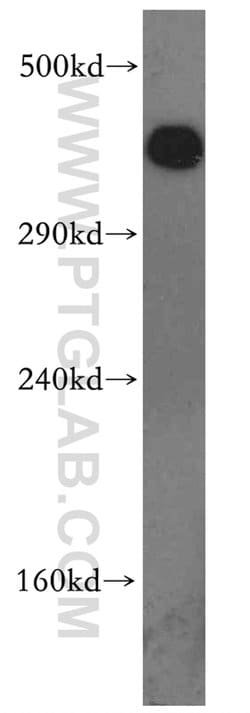 DNA-PKcs Rabbit anti-Human, Polyclonal, Proteintech 150 &mu;L | Buy Online | Proteintech Group Inc | Fisher Scientific