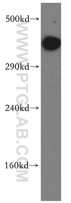 DNA-PKcs Rabbit anti-Human, Polyclonal, Proteintech 150 &mu;L | Buy Online | Proteintech Group Inc | Fisher Scientific