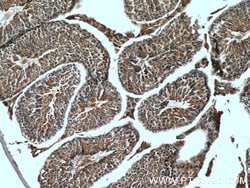 LDHC Rabbit anti-Human, Mouse, Polyclonal, Proteintech:Antibodies:Primary