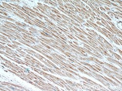 LDHC Rabbit anti-Human, Mouse, Polyclonal, Proteintech:Antibodies:Primary