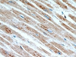 LDHC Rabbit anti-Human, Mouse, Polyclonal, Proteintech:Antibodies:Primary