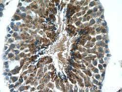 LDHC Rabbit anti-Human, Mouse, Polyclonal, Proteintech:Antibodies:Primary