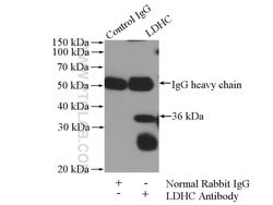 LDHC Rabbit anti-Human, Mouse, Polyclonal, Proteintech:Antibodies:Primary