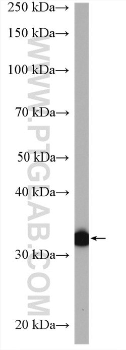 LDHC Rabbit anti-Human, Mouse, Polyclonal, Proteintech:Antibodies:Primary