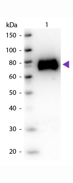Glucose Oxidase Polyclonal Antibody, Rockland:Antibodies:Primary Antibodies