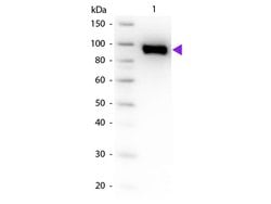 Plasminogen Polyclonal Antibody, Rockland:Antibodies:Primary Antibodies