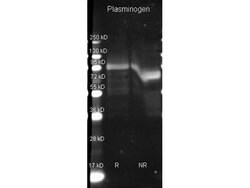 Plasminogen Polyclonal Antibody, Rockland:Antibodies:Primary Antibodies