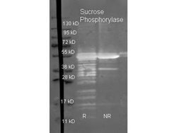 Sucrose Phosphorylase Polyclonal Antibody, Rockland 100 &mu;g; Unconjugated:Antibodies,