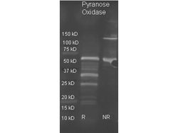 Pyranose Oxidase Polyclonal Antibody, Rockland 100 &mu;g; Unconjugated:Antibodies,