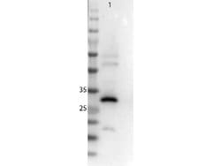 RFP Polyclonal Antibody, Rockland 100 &mu;g; Unconjugated:Antibodies, Polyclonal